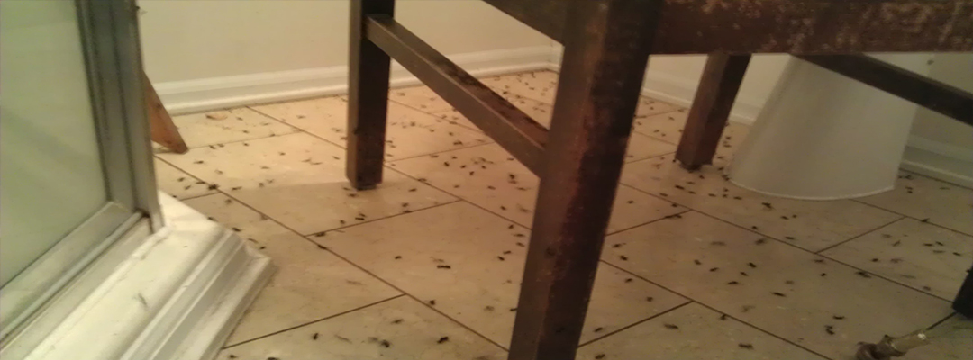 Ant removal