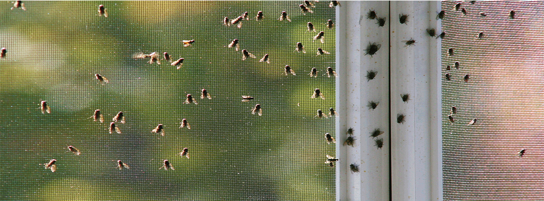 Fly pest control